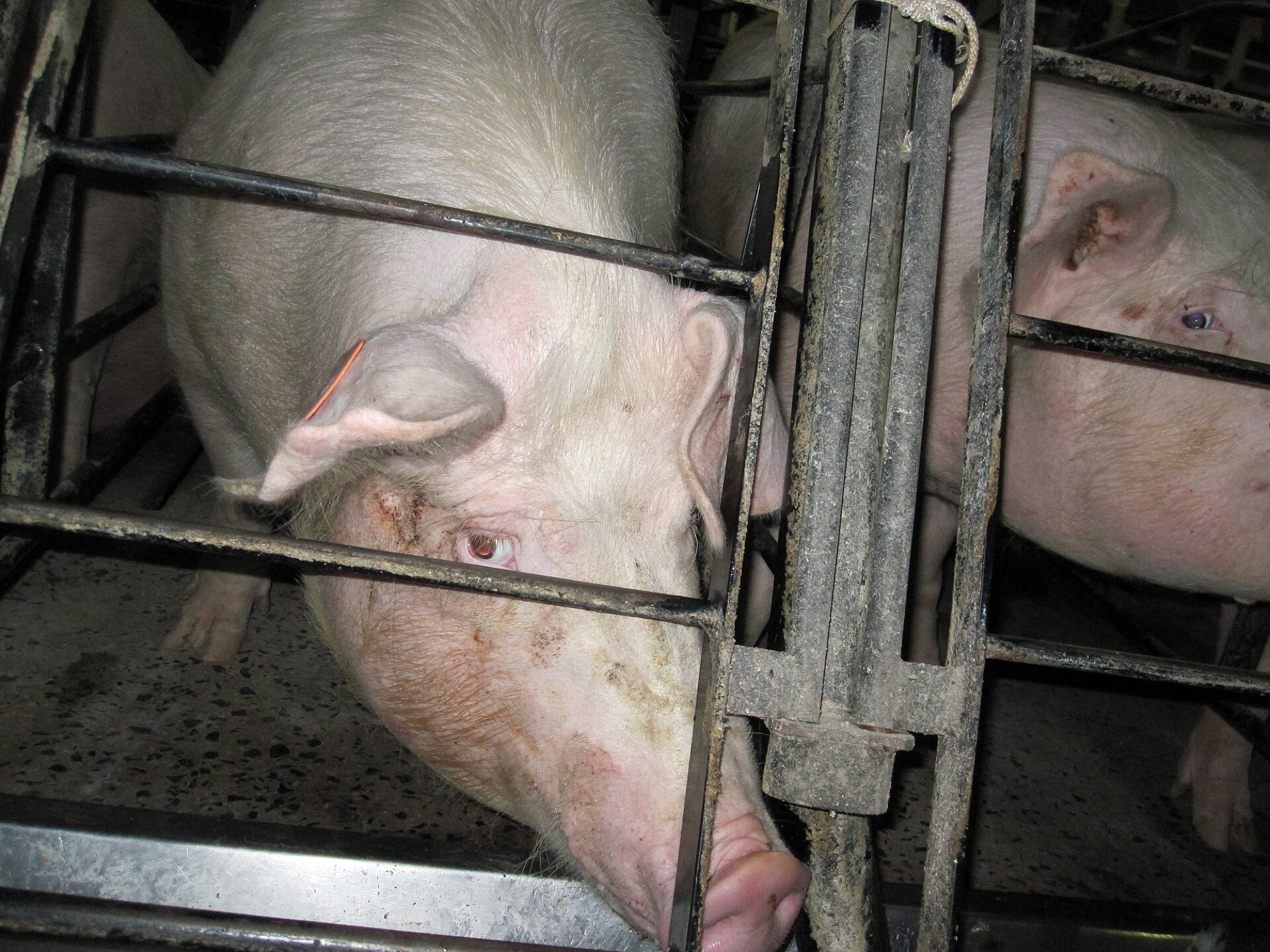 Pig