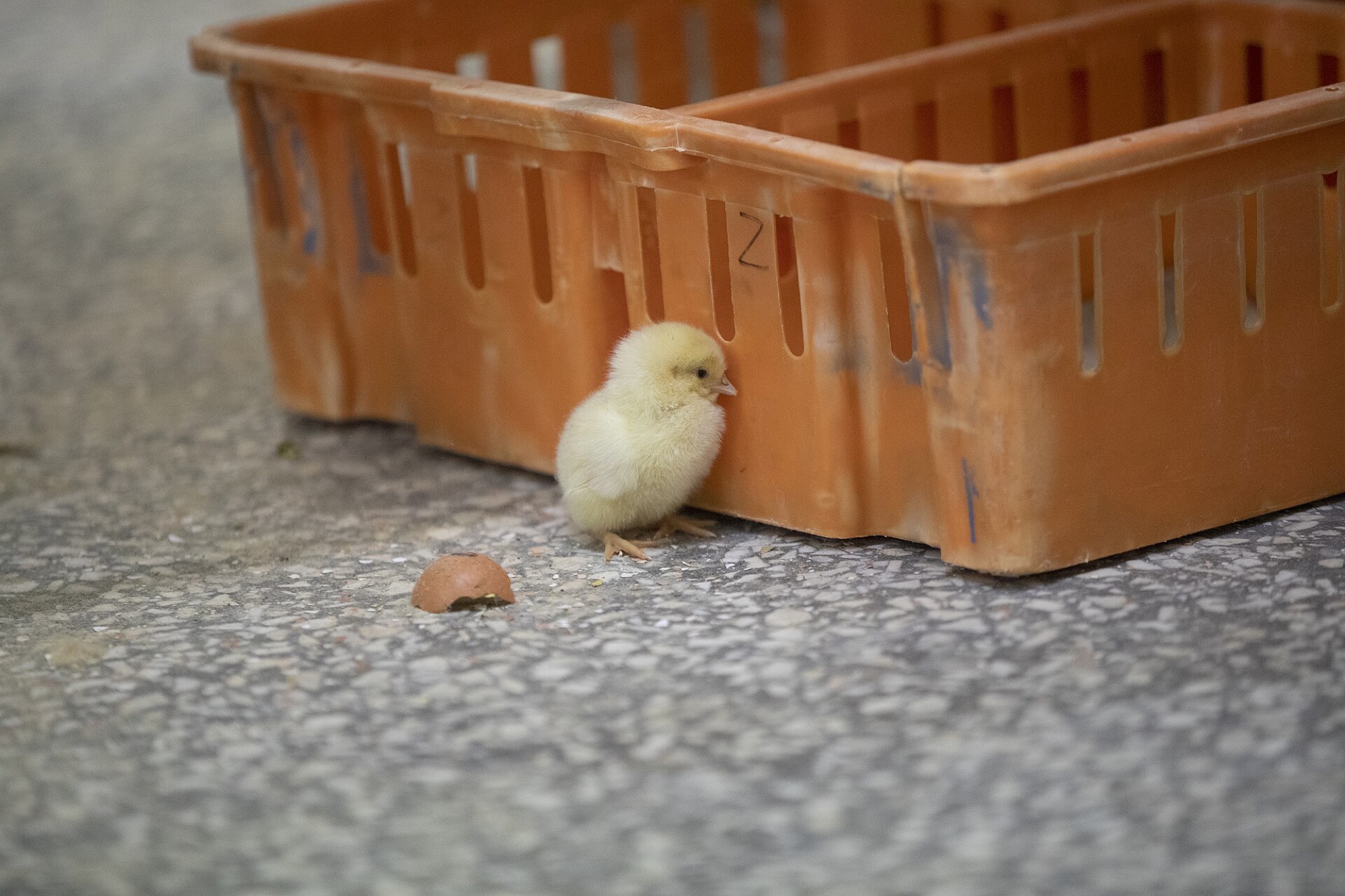 Chicken