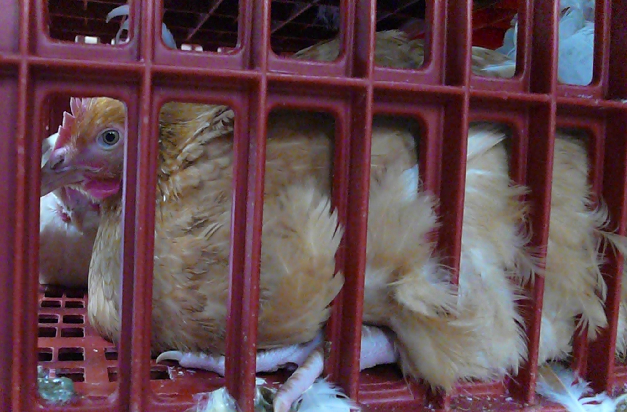 Grabbed by the legs, crated, trucked