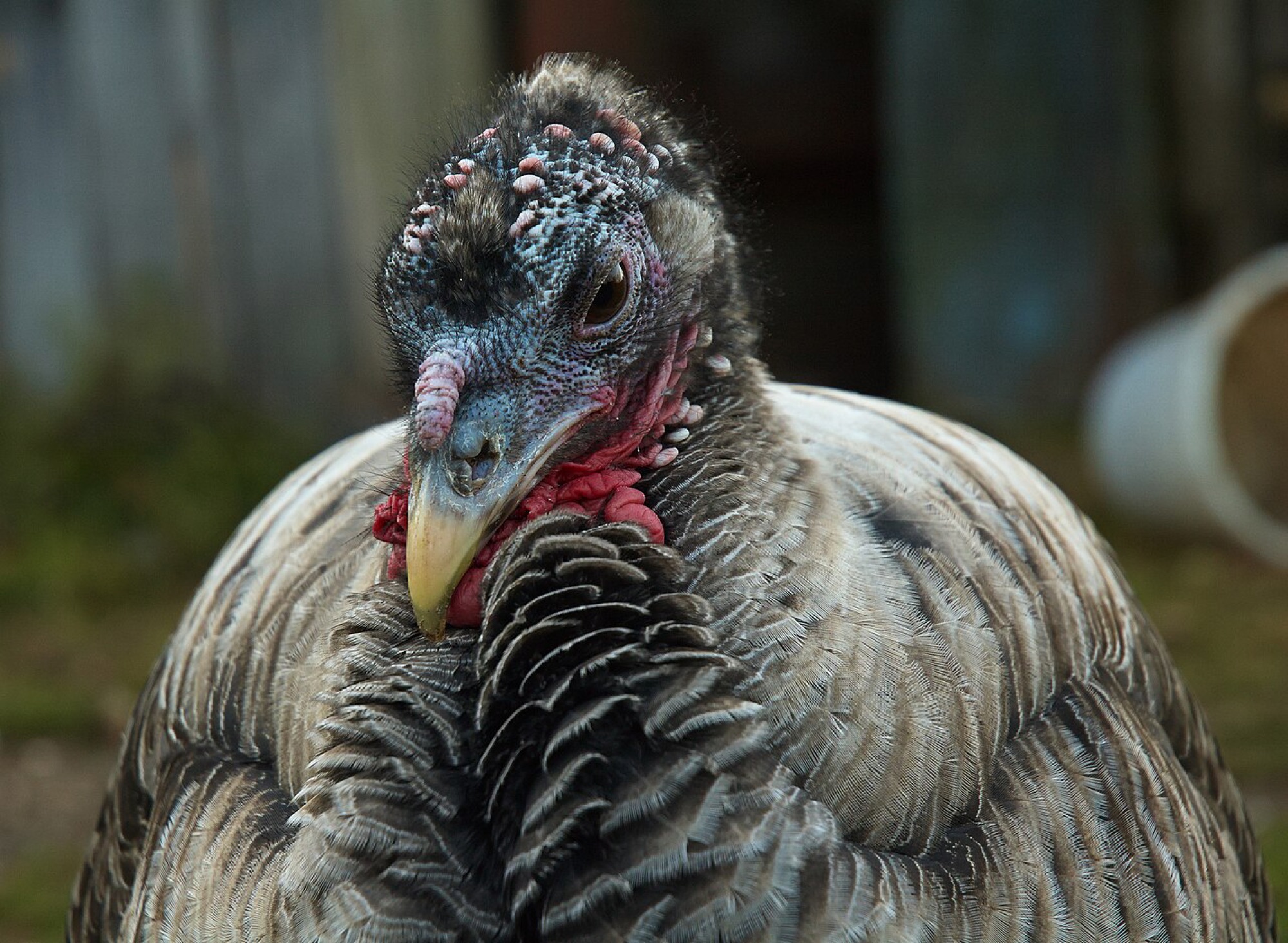 Turkey