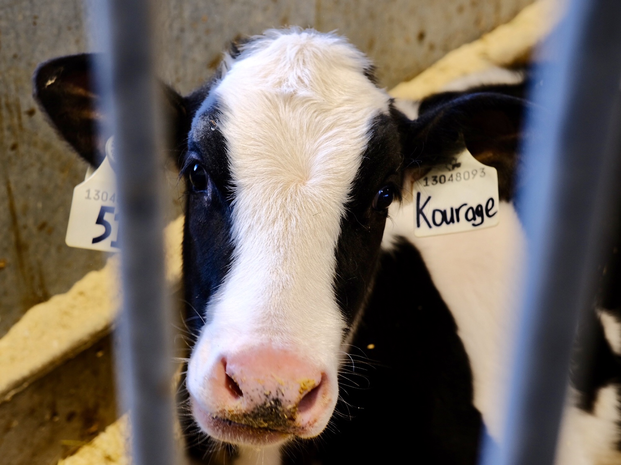 Dairy Cow
