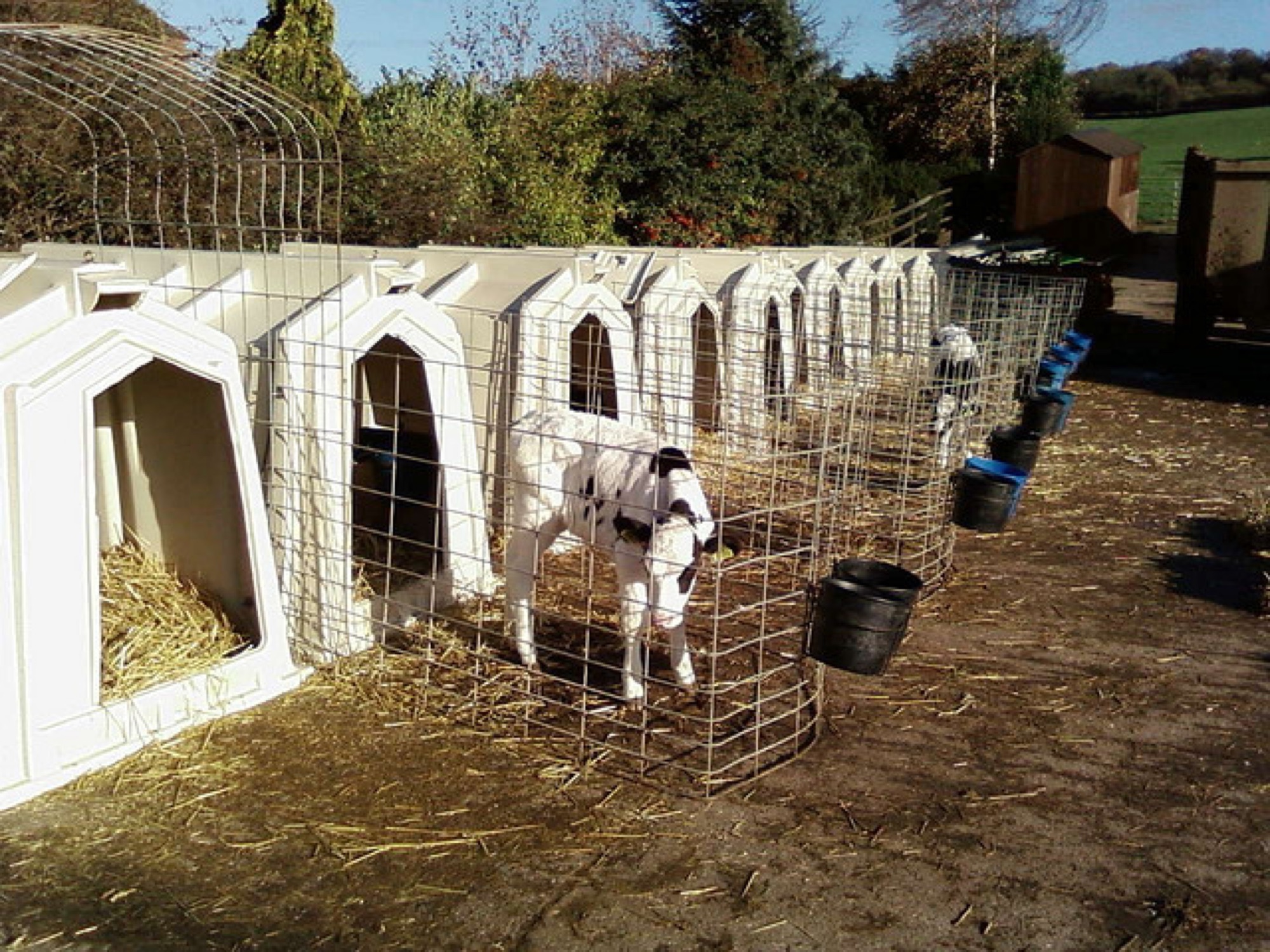 Her calf is taken so we can take the milk