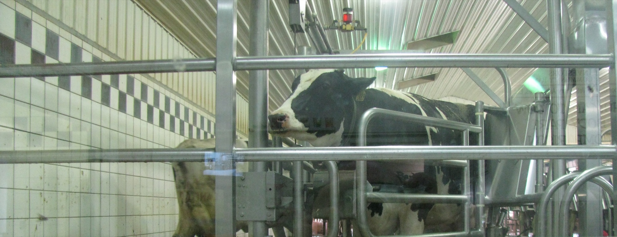 Milked, pregnant, milked again