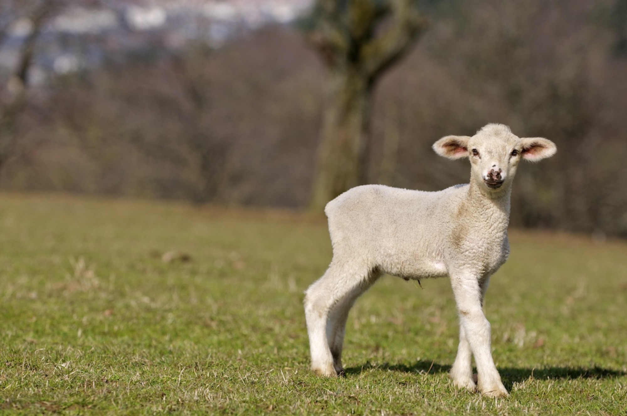 Lamb