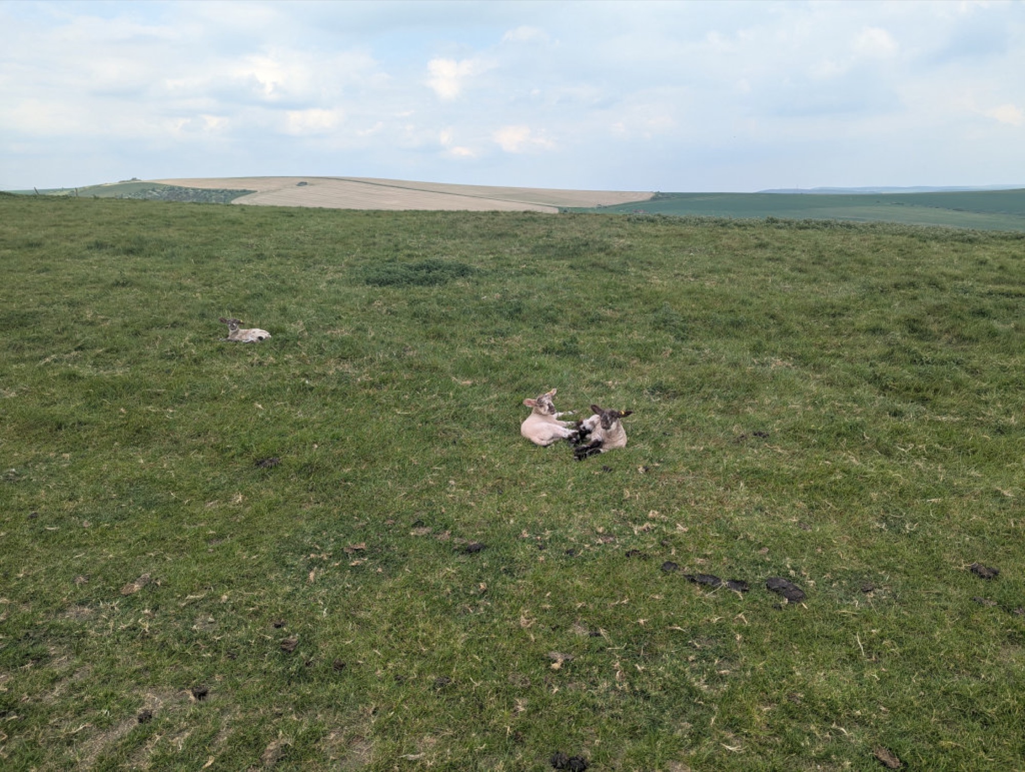 Born in a field, beside his mother