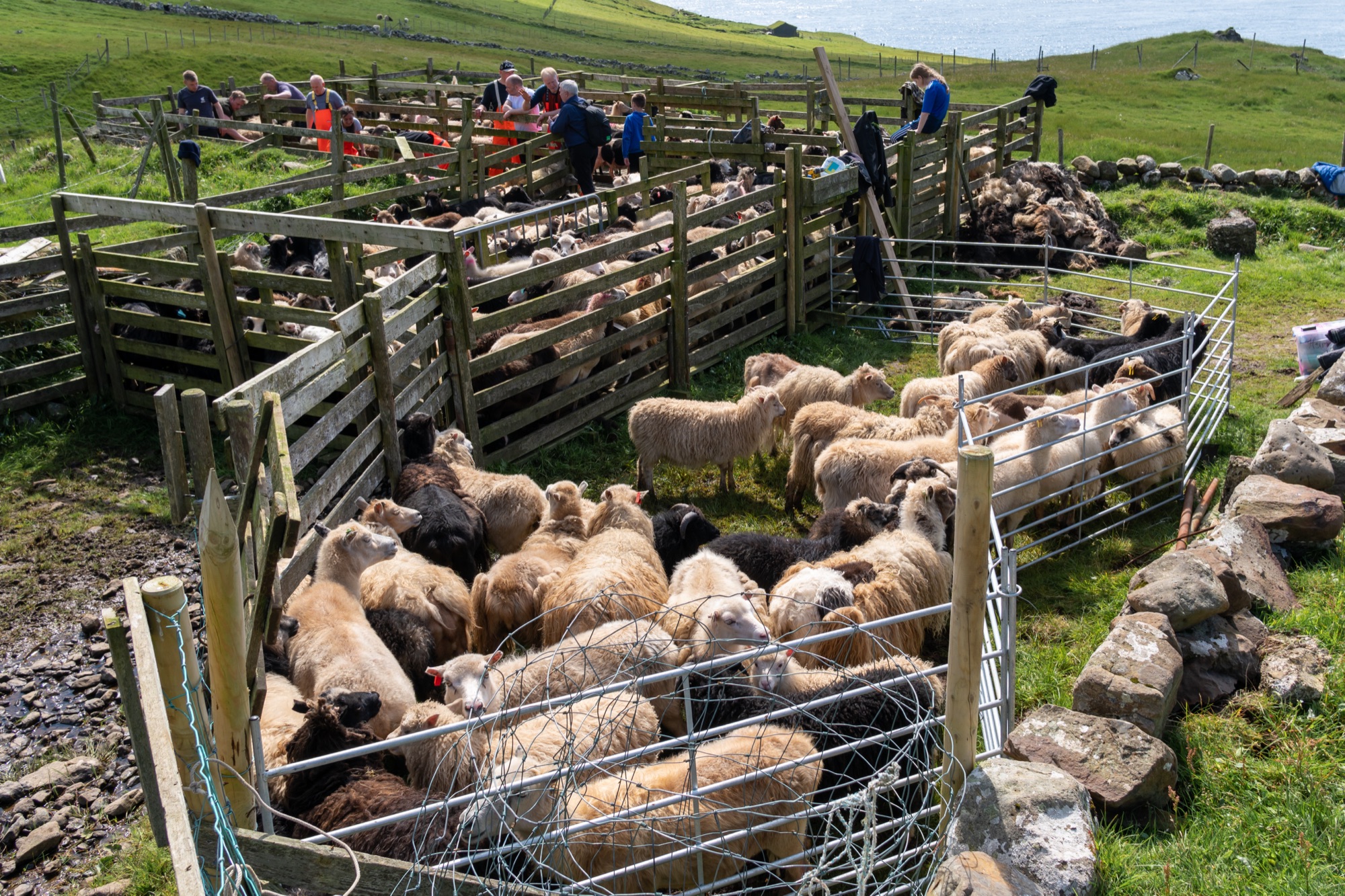 Sheared at speed, and, for Merino, mulesed