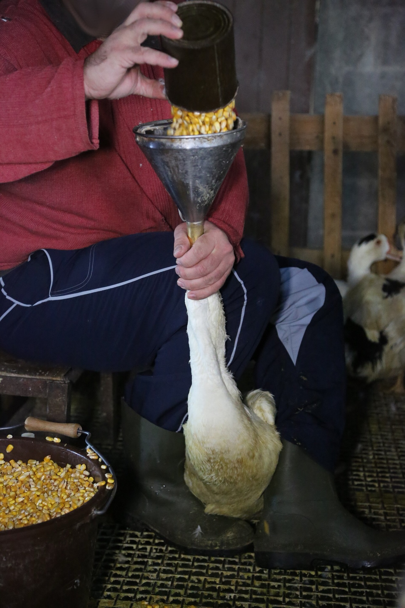 Duck
