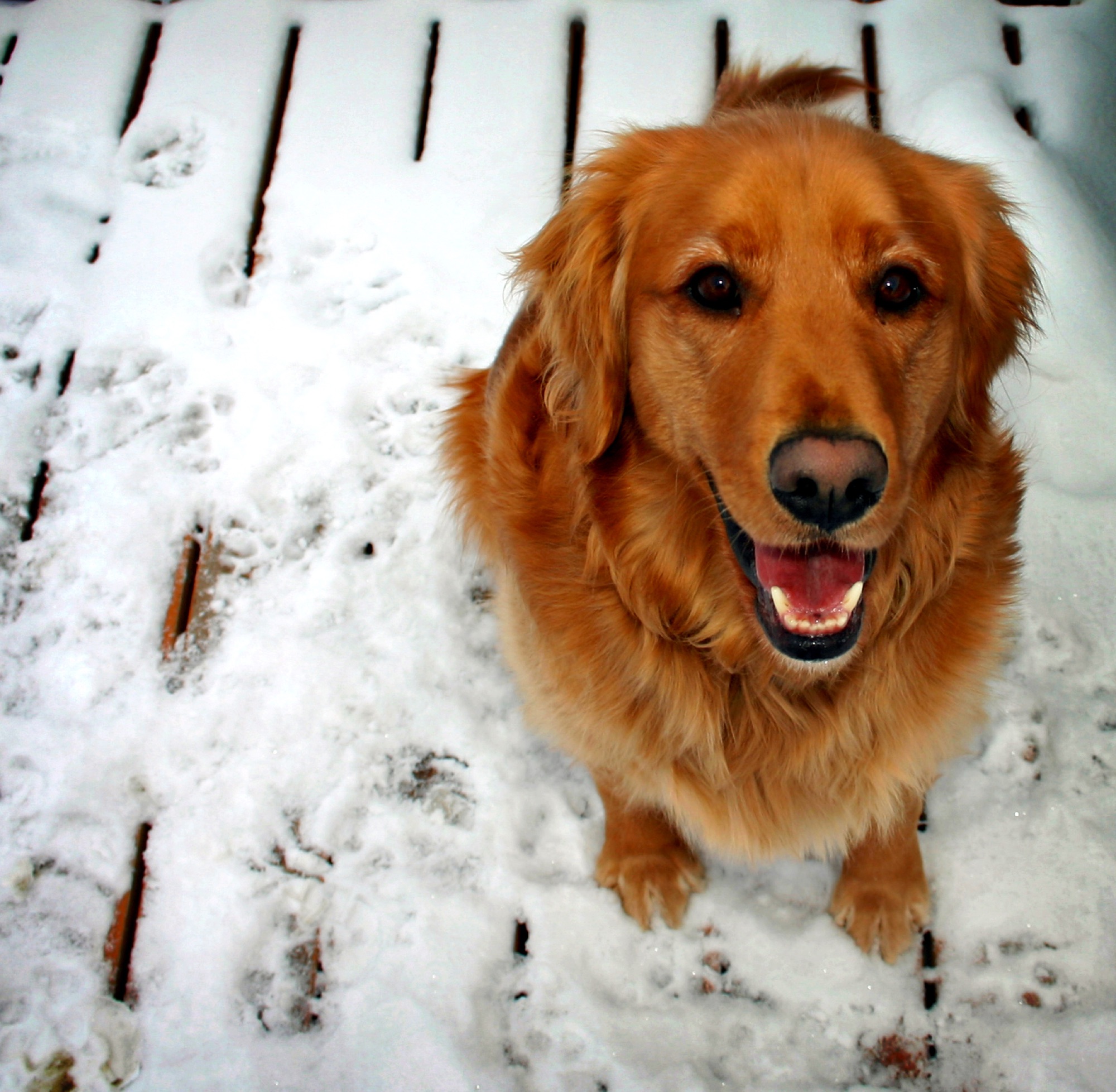 Dog